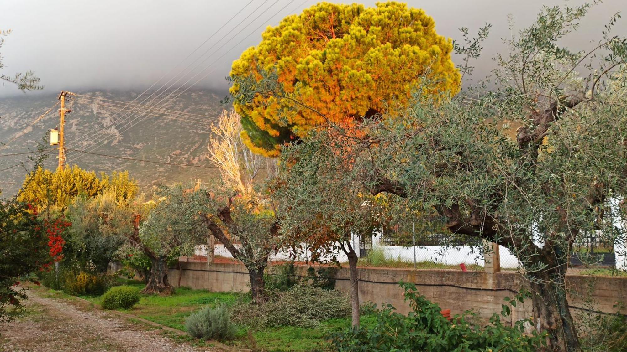 Nafpaktos Cottage By The Sea For Travelers And Dreamers! Εξωτερικό φωτογραφία